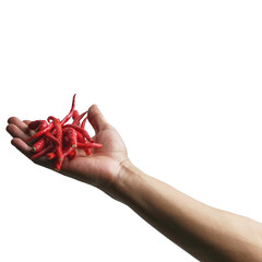 Hand Holding Fresh Red Chili Peppers Against White Background for Spicy Concept