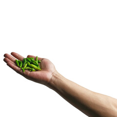 Hand Holding Fresh Green Chili Peppers Against White Background