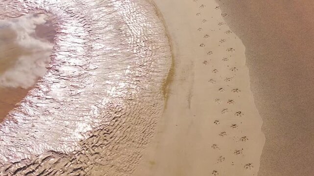 Animal Footprints Along Sandy Riverbank beside Reflective Pool in Tambopata, Peru
