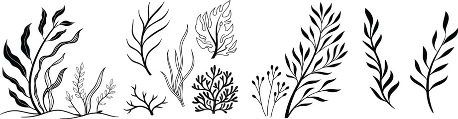 Hand-drawn botanical seaweed clipart collection featuring elegant marine plants and underwater foliage illustrations for ocean-themed design, decor, and nature-inspired artwork. © redoan
