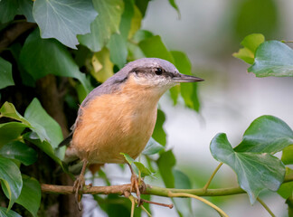 robin on a branch
