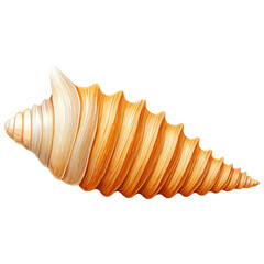 Detailed seashell illustration with spiraling texture and natural colors on white