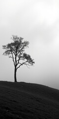 Obraz premium Lone bare tree stands silhouetted on a grassy hill against a vast overcast sky