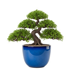Ornamental Bonsai Tree in a Blue Pot.