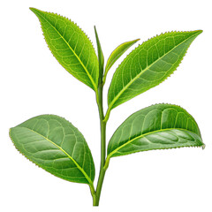 Fototapeta premium Fresh green tea leaf on transparent background png green tea plant png leaf close-up png tea leaf isolated png botanical nature png fresh leaf herbal png transparent image background png