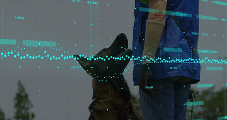 Leading gloved handler in blue vest guiding German Shepherd on leash in open field, digital overlay