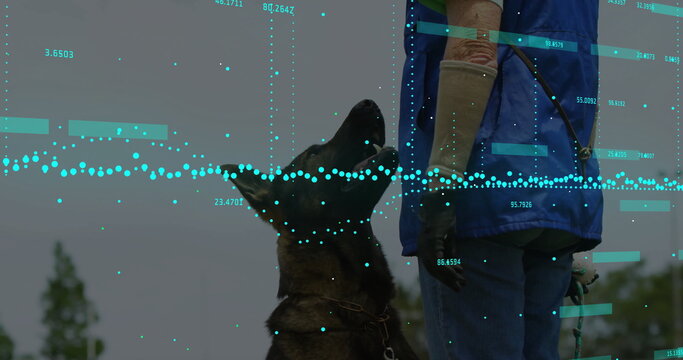 Leading gloved handler in blue vest guiding German Shepherd on leash in open field, digital overlay - Powered by Adobe