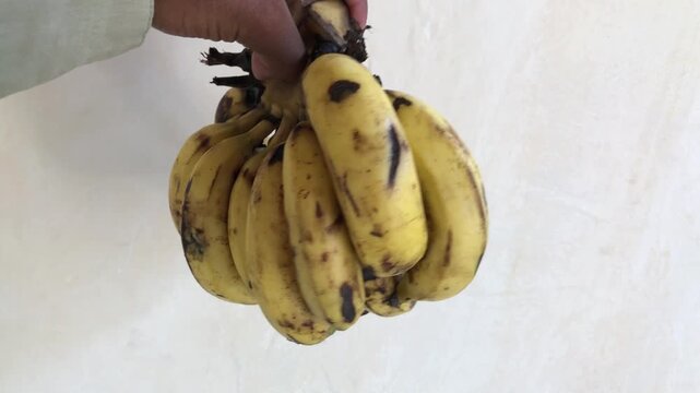 Hand holding ripening bananas, close-up view of fruit turning brown in natural light, perfect for food waste reduction awareness campaigns and sustainable eating videos