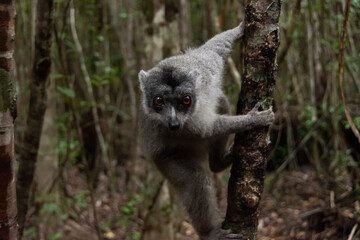 Lémur pardo en Madagascar