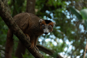 Lémur coronado en la reserva Palmarium de Madagascar