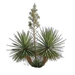 Isolated cutout of a yucca plant on a transparent background png plant illustration png isolated yucca image png green yucca leaves png tropical plant design png yucca foliage cutout png