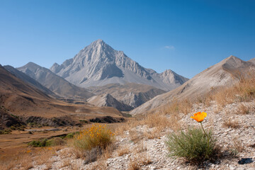 Obraz premium breathtaking summer landscape featuring majestic mountains adorned with single flower on its slope