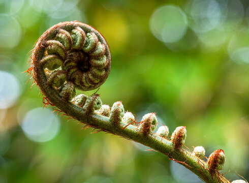 Koru