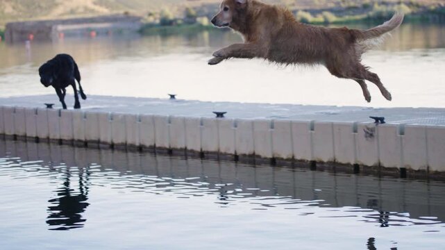 Playful Dogs Running and Jumping off Dock into Summer Water