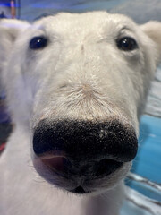 Fototapeta premium Extreme close-up of a polar bear’s nose and face, highlighting texture, whiskers, and fur details. Unique wildlife macro perspective, perfect for creative concepts, nature themes, and abstract designs