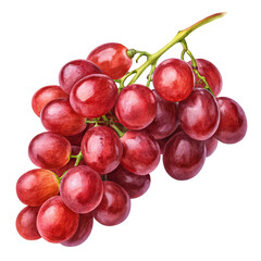 Fototapeta premium Red grapes isolated on transparent background png, fresh juicy grapes png, fruit illustration png, healthy snack image png, bunch of grapes png, grape cluster transparent png, natural food png