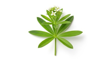 Woodruff plant with small white flowers on a white background.