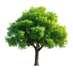 Tree on transparent background, real tree green leaf isolate die cut png file