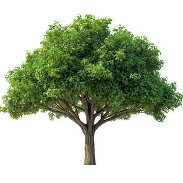 Tree on transparent background, real tree green leaf isolate die cut png file