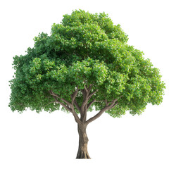 Tree on transparent background, real tree green leaf isolate die cut png file
