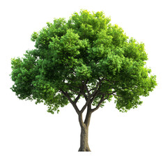 Tree on transparent background, real tree green leaf isolate die cut png file