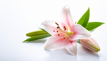 Naklejka premium Easter White Lily, Fresh spring white lilies with green leaves on white background, flat lay, top view, copy text space