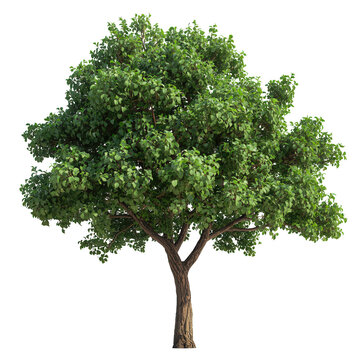 Tree on transparent background, real tree green leaf isolate die cut png file