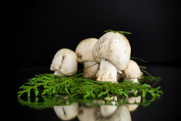 Natural harvest of fresh champignon mushrooms on black background