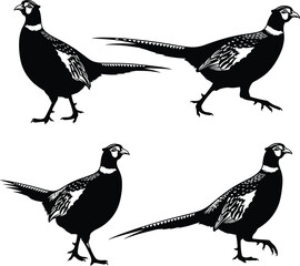 Realistic pheasant bird illustrations, detailed black and white vector art, wild game birds, nature wildlife, feathered animal, hunting bird designs, vintage style drawings.