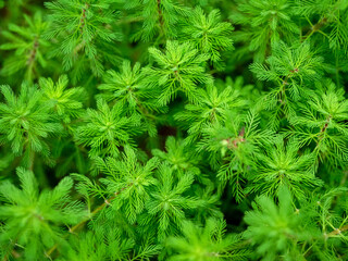 brasilianisches Tausendblatt