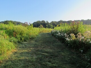 Path in a meadow 