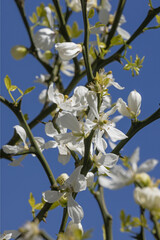 Poncirus trifoliata en fleurs