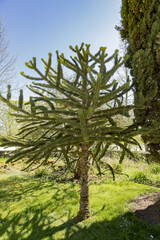 Araucaria araucana