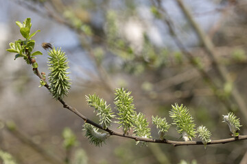 Saule à oreillettes (Salix aurita)