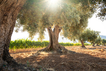 Olive tree framing vineyard landscape in Horta de Sant Joan, Catalonia, Spain, representing Mediterranean agricultural coexistence, cultural identity and rural tradition in heritage terroir