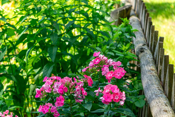 Pink phlox flowers blooming by wooden fence in rural garden, traditional ornamental plants, natural surroundings.