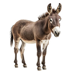 Fototapeta premium Brown donkey isolated on transparent background