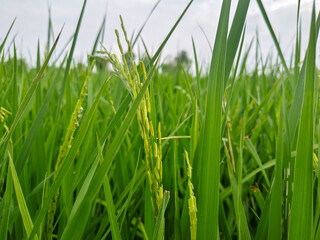 green rice and paddy crops in open fields