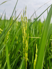 green rice and paddy crops in open fields