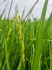 green rice and paddy crops in open fields