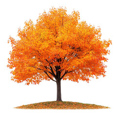 Beautiful autumn foliage of a sugar maple tree isolated on a transparent background