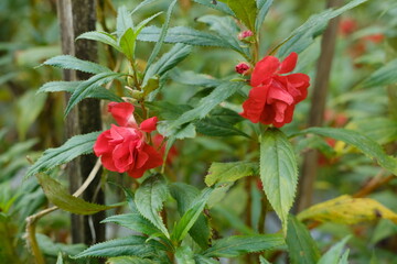 Delicate Red Flowers of Balinese Balsam