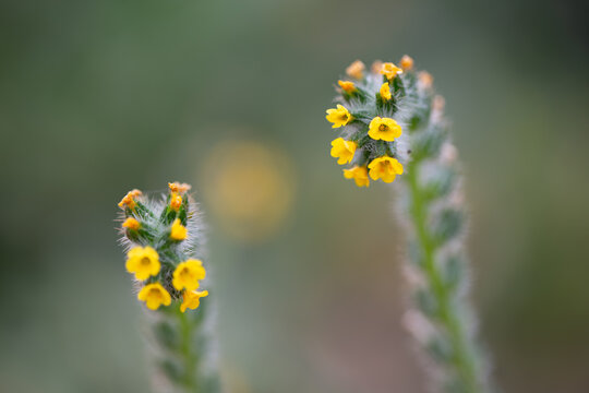 Real Outdoor Flower Amsinckia Calycina, Hairy Fiddleneck, Yellow Burweed Gromwell, Native to Argentina and Chile