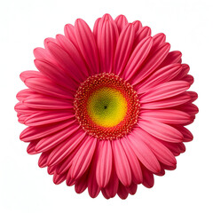 Pink gerbera daisy bloom with yellow center isolated on white background photorealistic
