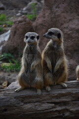 meerkat on guard