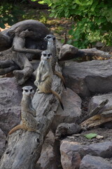 meerkat on guard