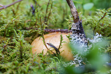 mushroom on a tree with moss, forest details close-up