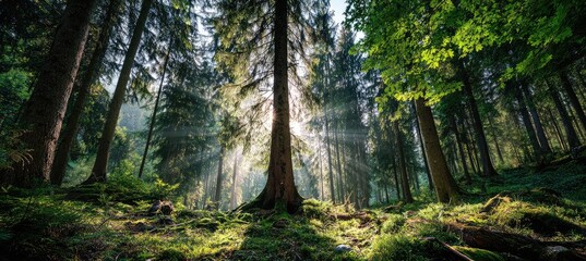 Obraz premium Sunbeams pierce a dense forest, illuminating a moss-covered forest floor and the base of a large tree