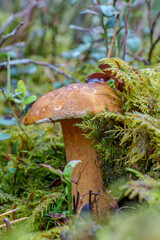 mushroom on a tree with moss, forest details close-up