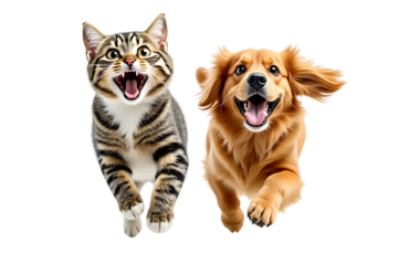  a happy tabby cat and a golden retriever dog jumping and running together, isolated on a transparent background